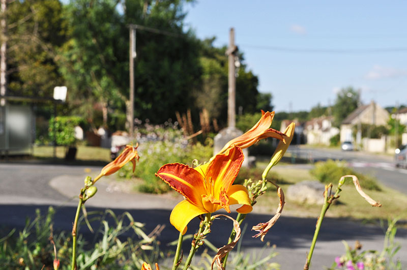 DSC_0051 DSC_0051